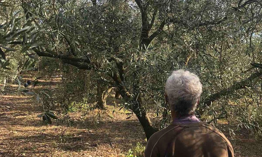 Μεσσηνία: Επικήρυξε με 1.000 ευρώ τους δράστες που έκλεψαν ελιές από το χωράφι του